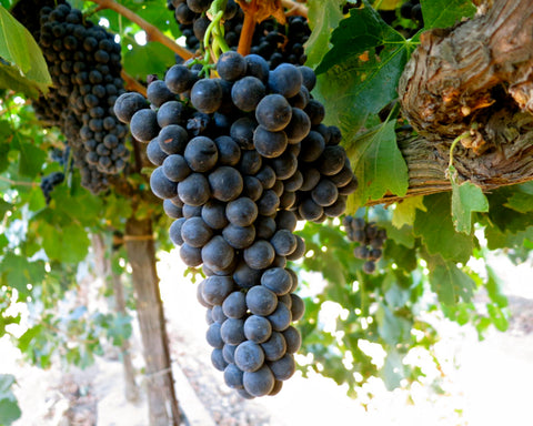 Petite Sirah grapes