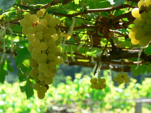 Chenin Blanxc grapes in Loire Valley