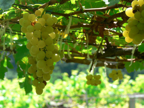 White wine grapes