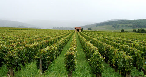 Vineyard rows in Burgundy, France, on a foggy morning