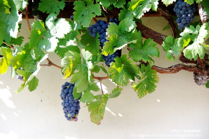 GRAPEVINE/in a lifetime presents anothe… The Remarkable Story of the Oldest Living Grapevine on Earth
