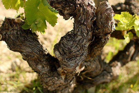 Old Garnacha vine