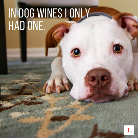 Dog with quote saying 