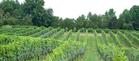 Jefferson Vineyards