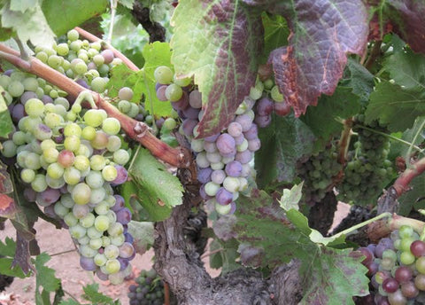 Zinfandel grapes ripening unevenly