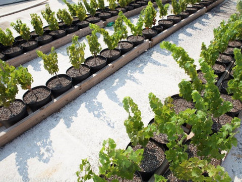Rooftop vineyard