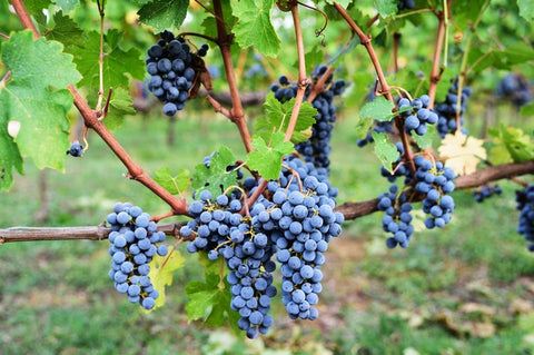 Sangiovese grapes