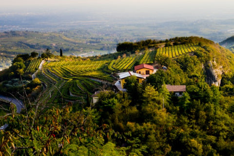 Valpolicella region of Italy